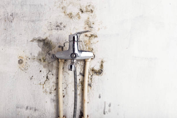 Best Bathroom Mold Remediation in Memphis, MO