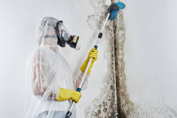 Best Attic Mold Remediation in Memphis, MO