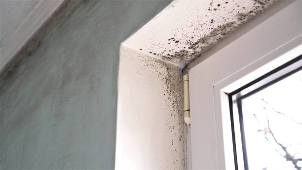 Best DIY Mold Remediation Support Services in Memphis, MO