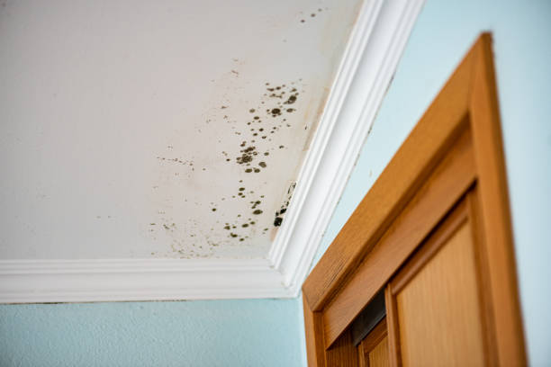 Best White Mold Remediation in Memphis, MO